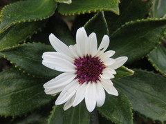 Macrolearia chathamica