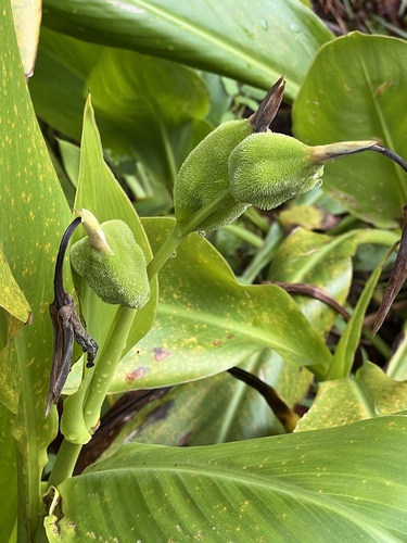 Bandanna of the Everglades (Canna flaccida)