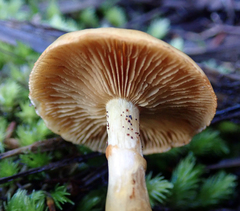 Cortinarius ignotus