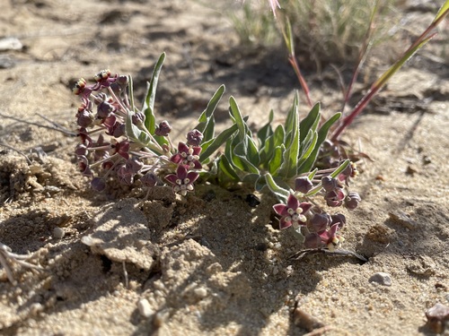 San Juan milkweed (Asclepias sanjuanensis)