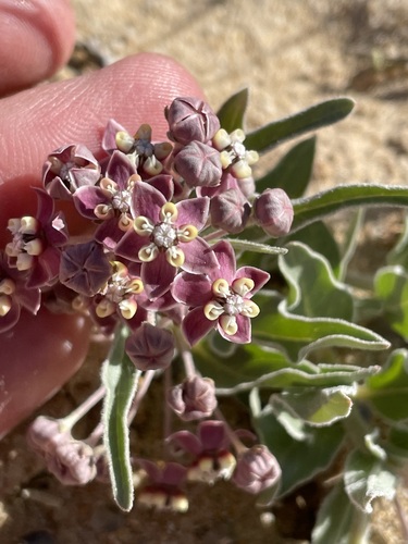 Image of Asclepias sanjuanensis by (c) Martin Purdy, some rights reserved (CC BY)