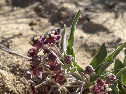 Image of Asclepias sanjuanensis by (c) Martin Purdy, some rights reserved (CC BY)