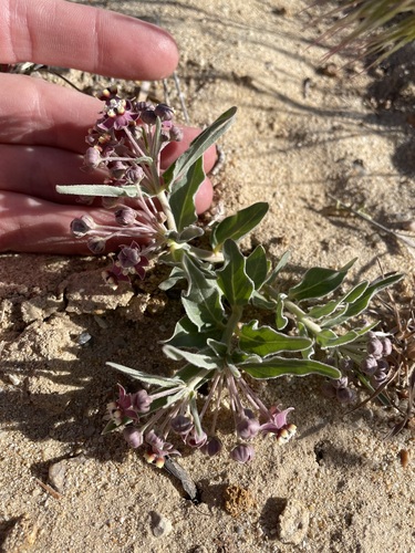 Image of Asclepias sanjuanensis by (c) Martin Purdy, some rights reserved (CC BY)