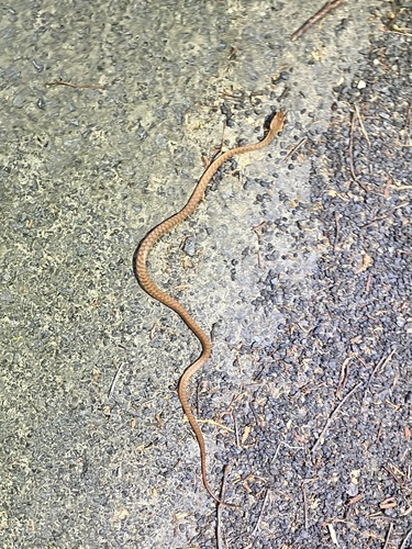 Brown Tree Snake sighting