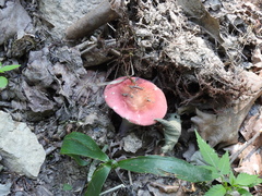 Russula silvicola