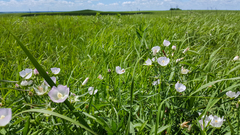 Callirhoe alcaeoides