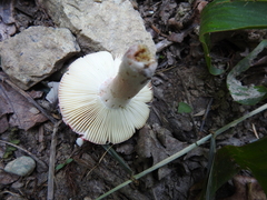 Russula silvicola