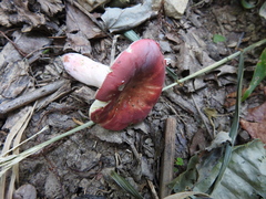 Russula silvicola