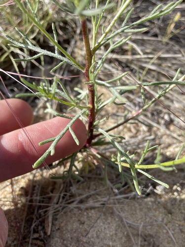 Image of Ipomopsis longiflora by (c) Martin Purdy, some rights reserved (CC BY)