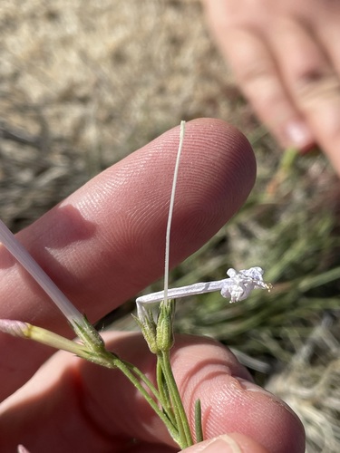 Image of Ipomopsis longiflora by (c) Martin Purdy, some rights reserved (CC BY)