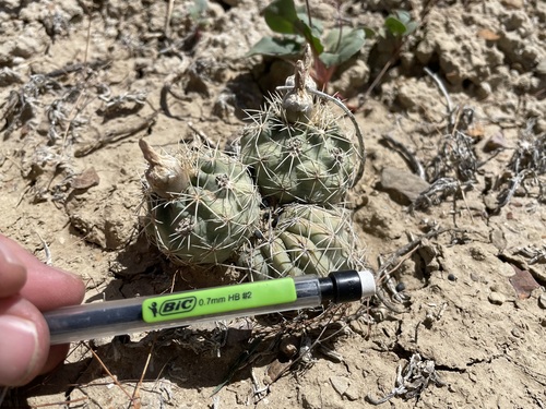 Image of Sclerocactus mesae by (c) Martin Purdy, some rights reserved (CC BY)