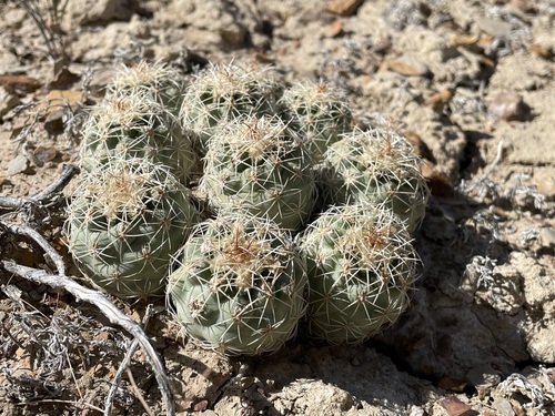 Sclerocactus mesae-verdae