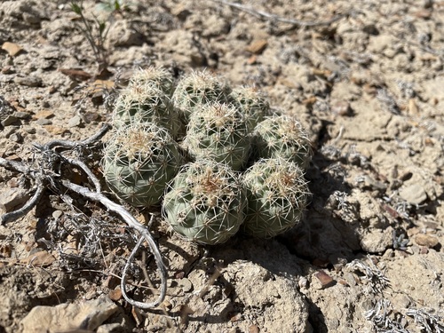 Sclerocactus mesae-verdae