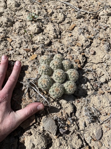 Sclerocactus mesae-verdae