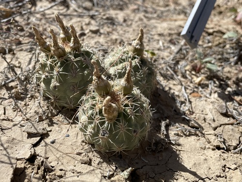 Sclerocactus mesae-verdae