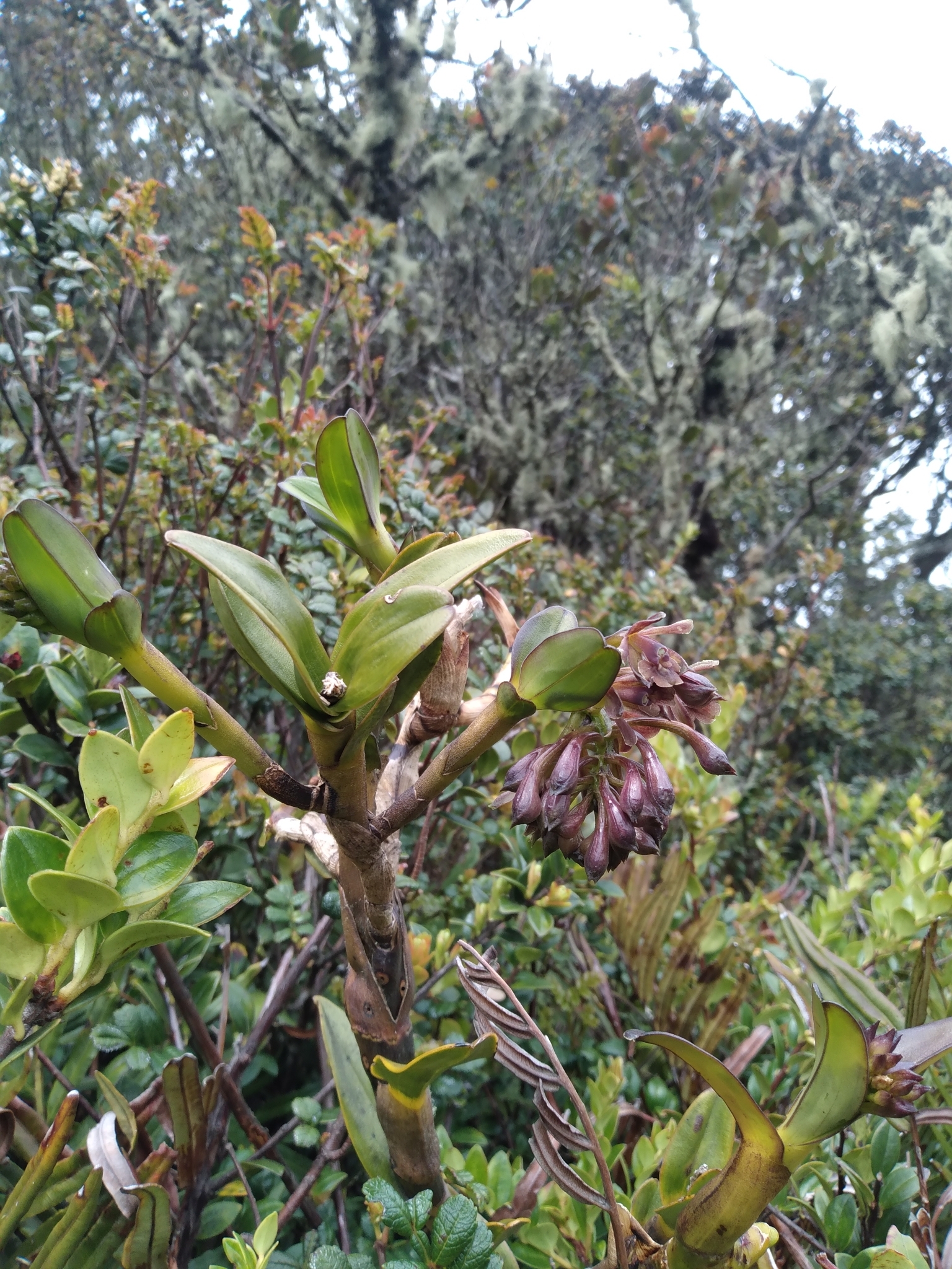 Epidendrum suaveolens Ames