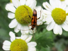 Stenurella septempunctata