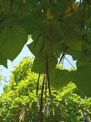 Catalpa bignonioides