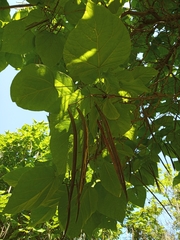 Catalpa bignonioides