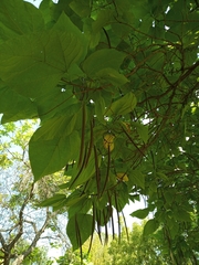 Catalpa bignonioides