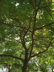 Catalpa bignonioides