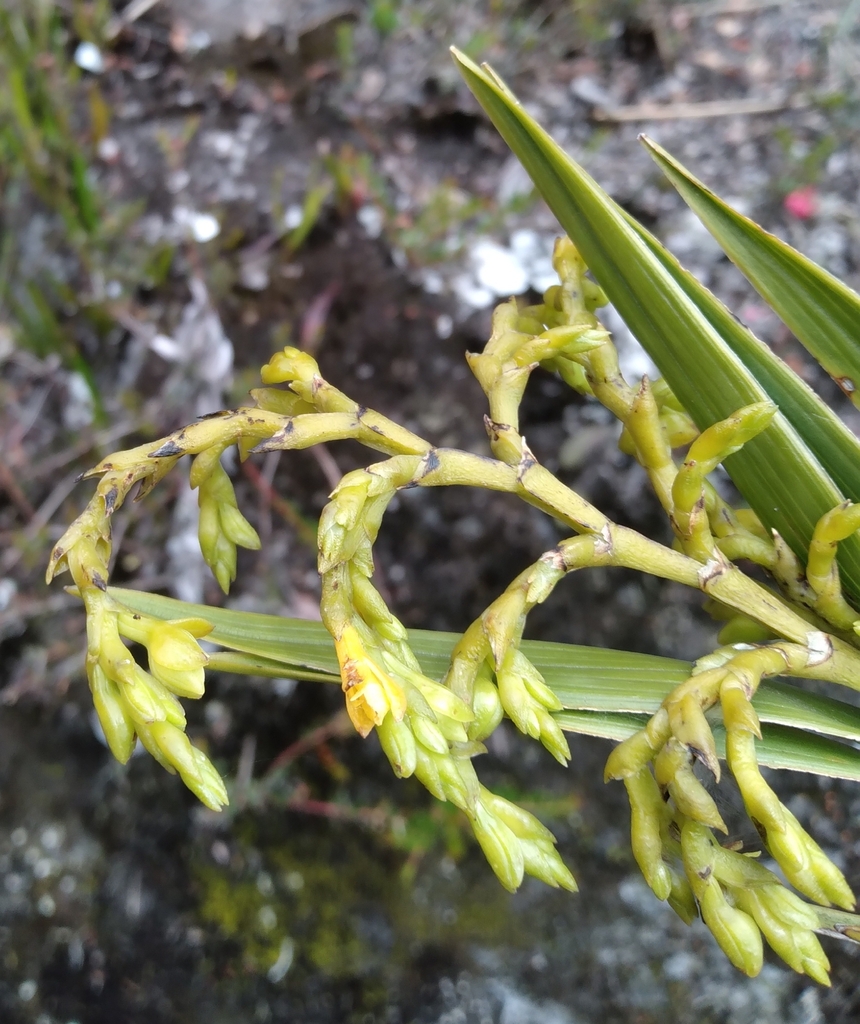 Epidendrum orthocaule