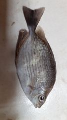 Siganus javus