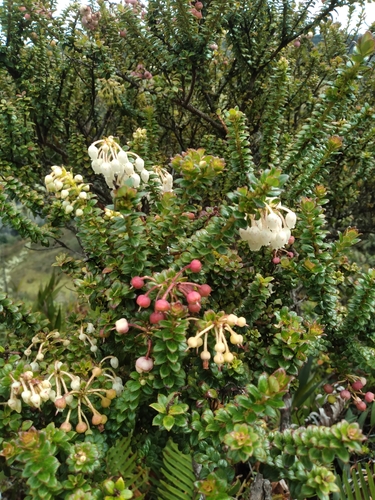 Gaultheria foliolosa