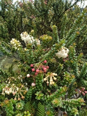 Gaultheria foliolosa