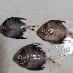 Parastromateus niger