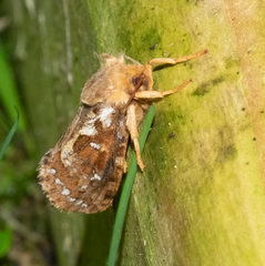 Korscheltellus fusconebulosa