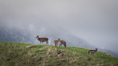 Cervus elaphus elaphus
