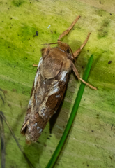 Korscheltellus fusconebulosa