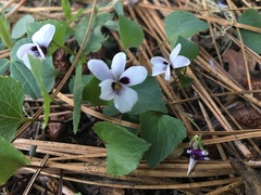 Viola cuneata