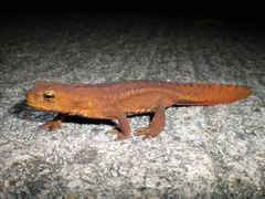 Paramesotriton hongkongensis