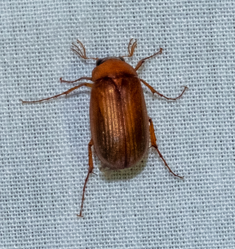 Naktinis Grambuoliukas nuotrauka