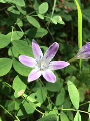 Triteleia bridgesii