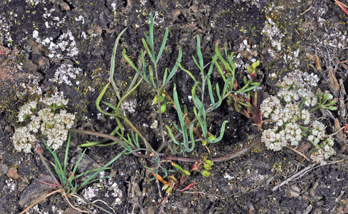 Lomatium farinosum var. farinosum