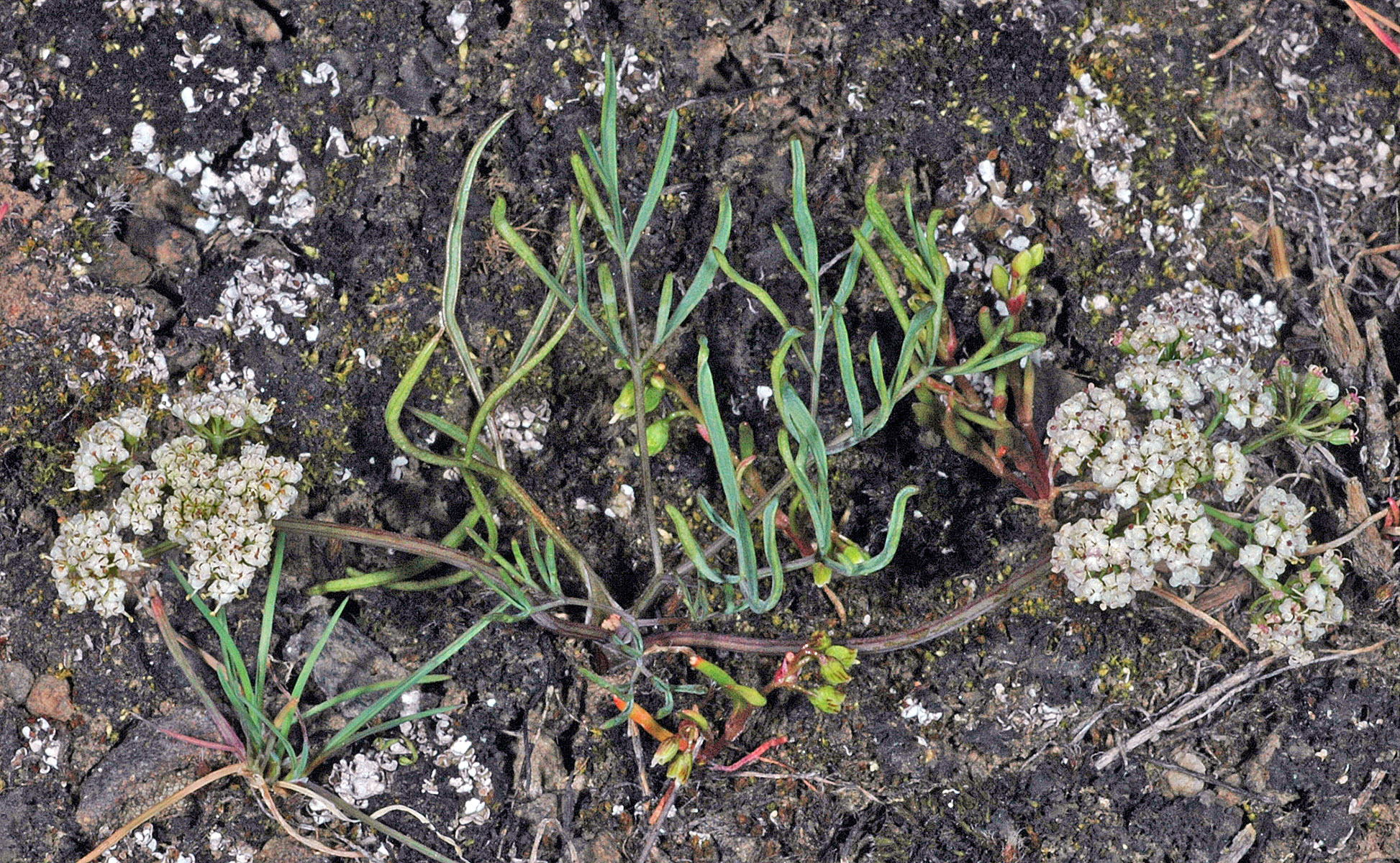 Lomatium farinosum var. farinosum