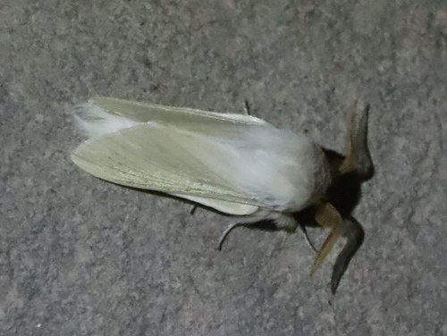 Napta