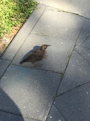 Sturnus vulgaris
