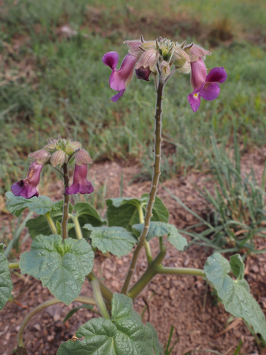 Proboscidea spicata