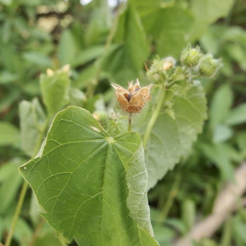 Image of Thurber's False Velvetleaf (Pseudabutilon thurberi) by (c) Sue Carnahan, some rights reserved (CC BY)