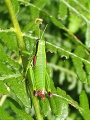 Odontopodisma decipiens