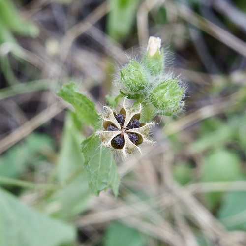 Image of Thurber's False Velvetleaf (Pseudabutilon thurberi) by (c) Sue Carnahan, some rights reserved (CC BY)