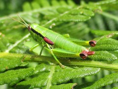 Odontopodisma decipiens