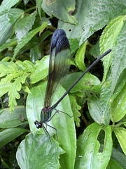 Psolodesmus mandarinus mandarinus