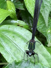 Psolodesmus mandarinus mandarinus