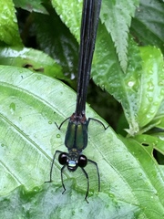 Psolodesmus mandarinus mandarinus