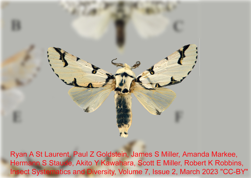 Americerura purusa